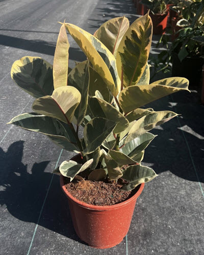 10" Ficus Rubber Tineke Bush